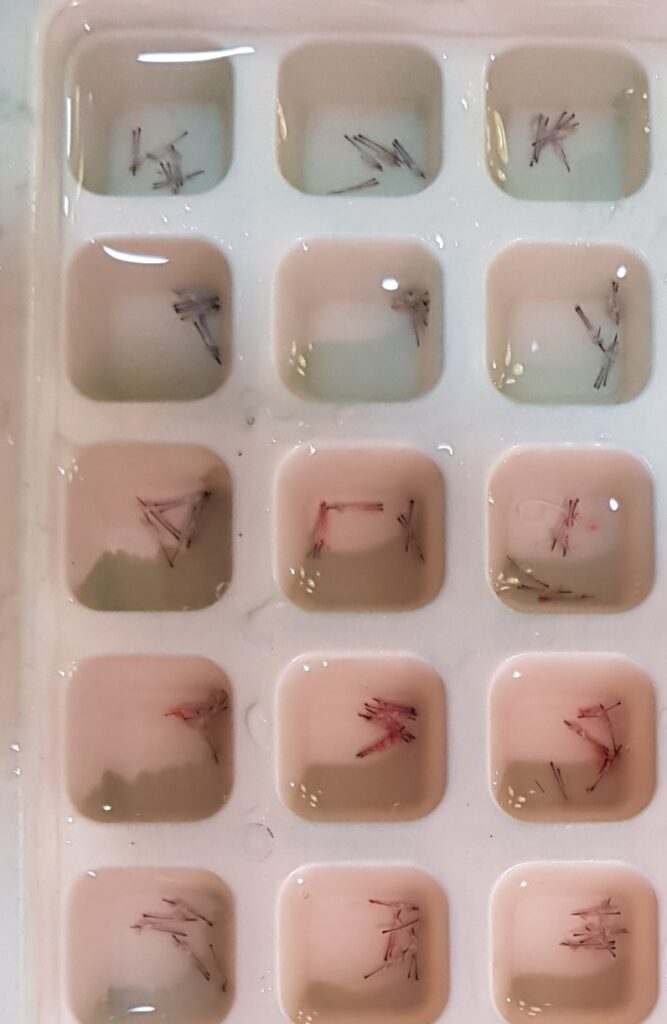 Arogyam grafts in counting tray