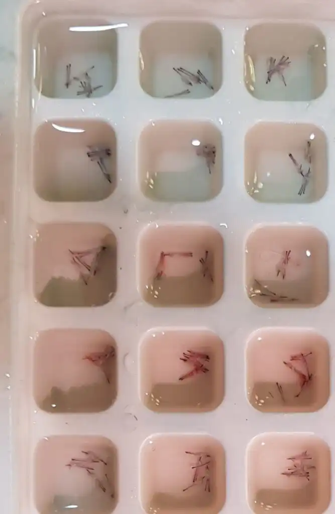 Arogyam grafts in counting tray